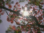 red sun.jpg (13949 byte)