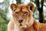 Leonessa 2