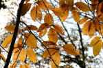 Autunno 3